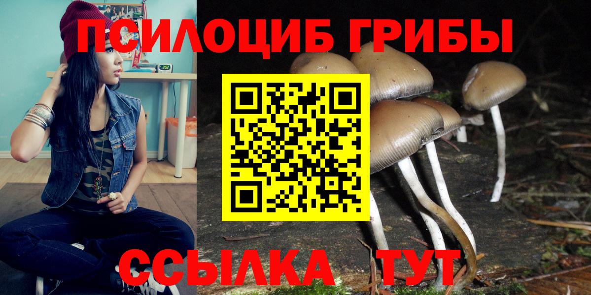 Псилоцибиновые грибы Psilocybe Прохладный